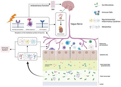 Gut Microbiota – A Potential Contributor in the Pathogenesis of Bipolar Disorder